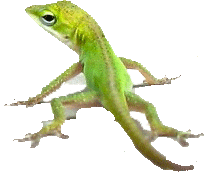 lizard